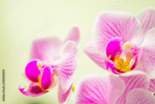 orchidee traum