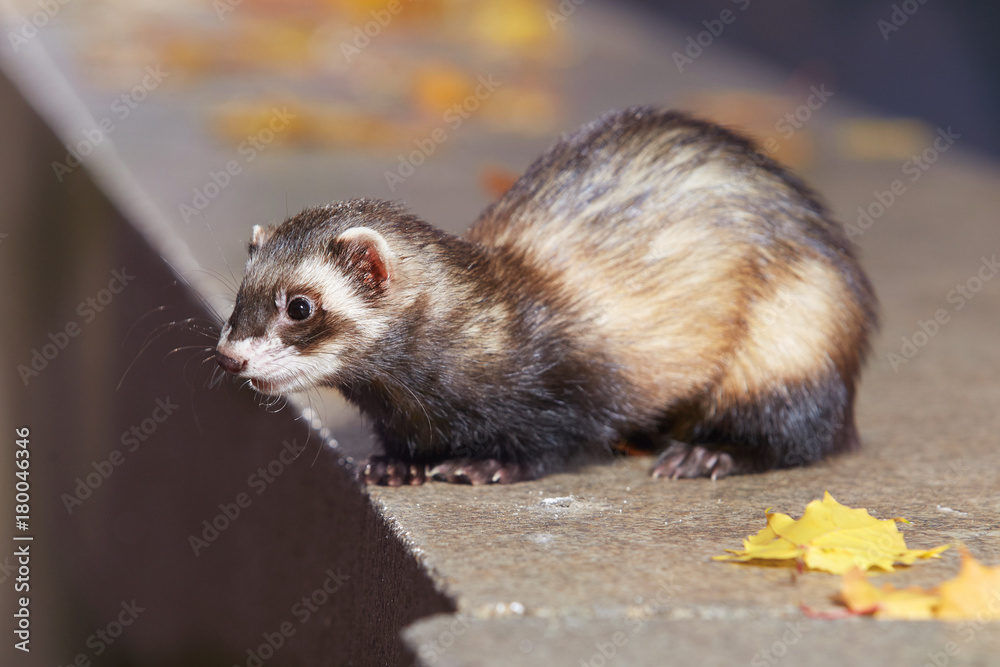 Standard color ferret sitting in autumn park Standard color ferret sitting in autumn park