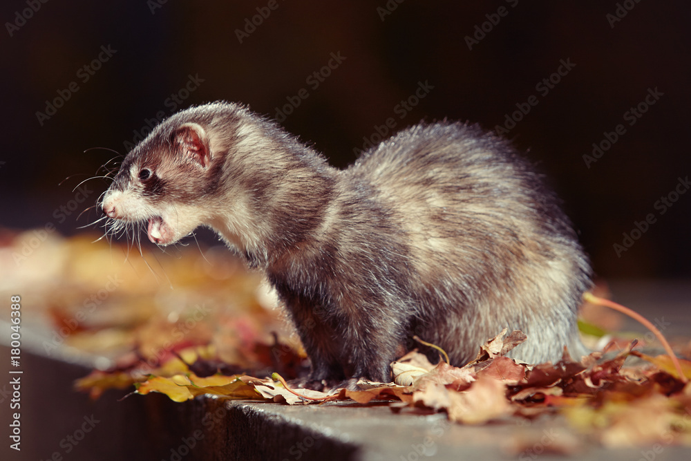Black sable ferret posing and enjoying their game in autumn park Black sable ferret posing and enjoying their game in autumn park