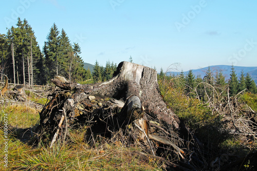 big stump in the nature