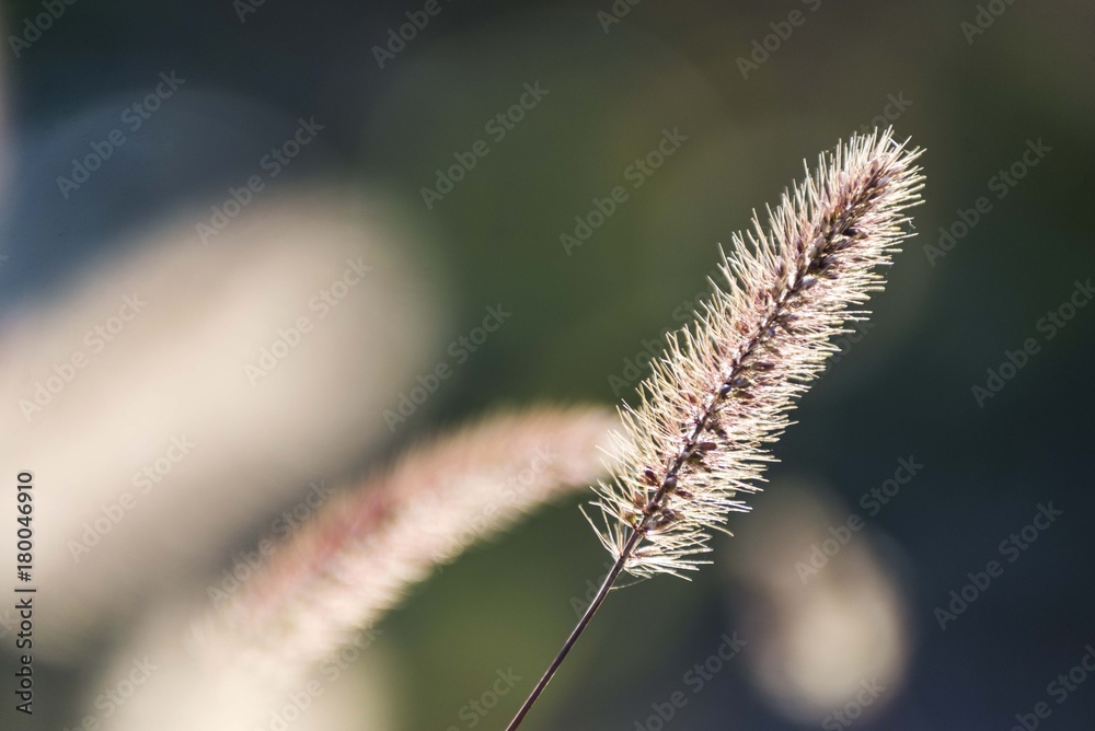 tall grass nature background