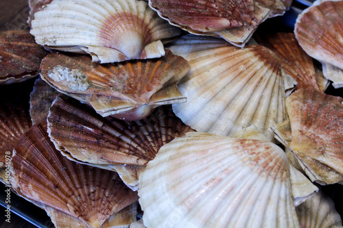 Fototapeta lots of scallop sea shells piled together background