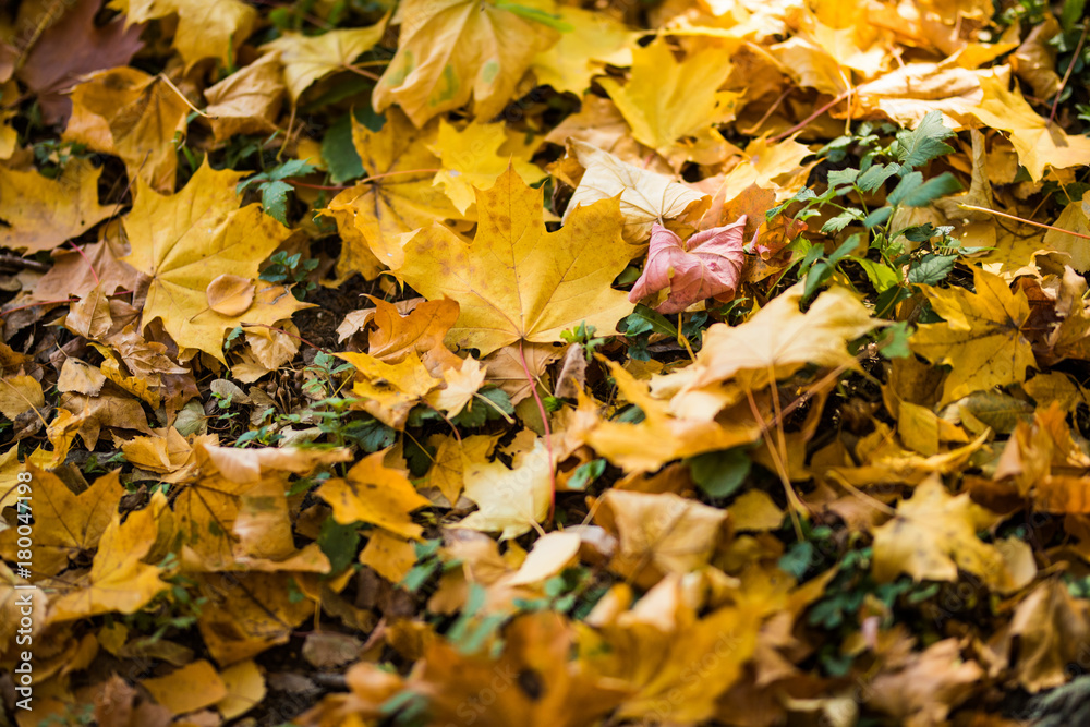 Yellow autumn maple leaves on green grass. Autumn season. Yellow autumn maple leaves on green grass. Autumn season.