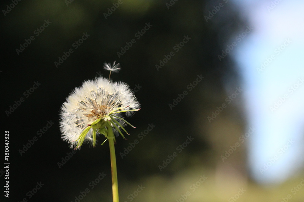 Obraz premium Dandelion