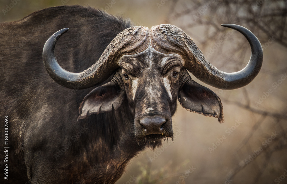 buffalo_1 buffalo_1