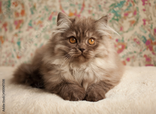 Cat, British long hair kitten, chocolate smoke color, orange eyes, indoor, portrait.
