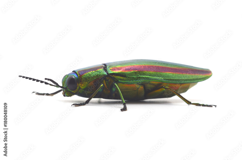 Fototapeta premium タマムシ