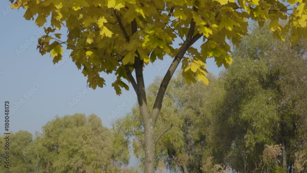 autumn maple tree with yellow leaves. camera tilting up autumn maple tree with yellow leaves. camera tilting up