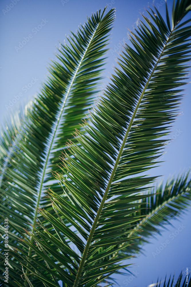 Obraz premium Palm