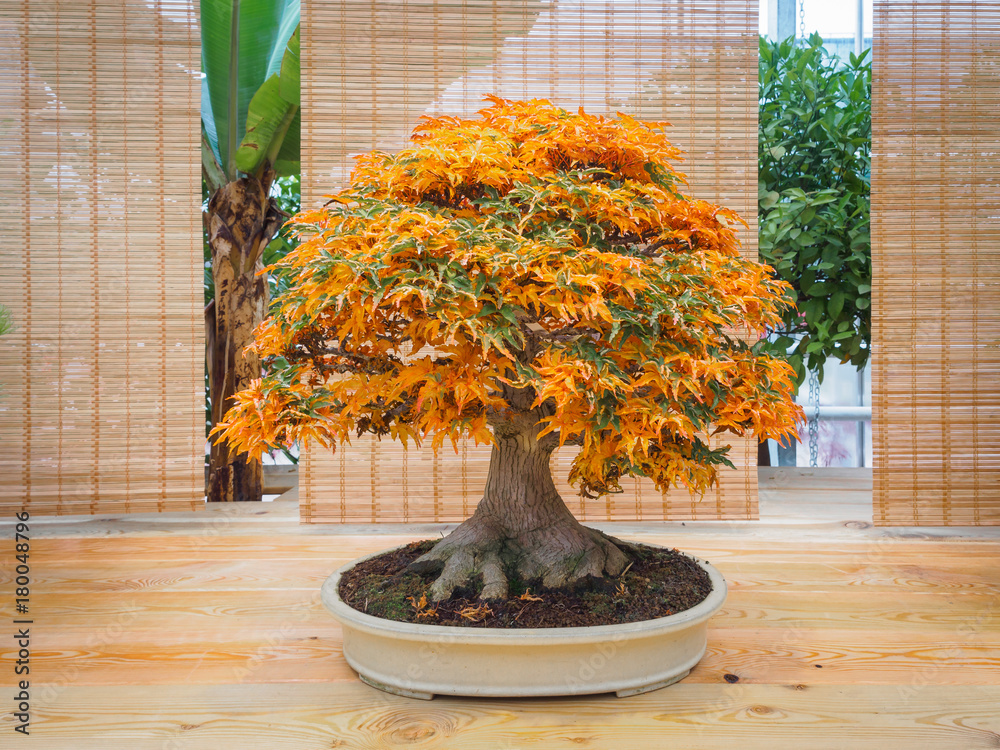 red scarlet bonsai maple tree acer palmatum bonsai tree of trident maple in  autumn shishigashira mapple bonsai. Stock Photo | Adobe Stock