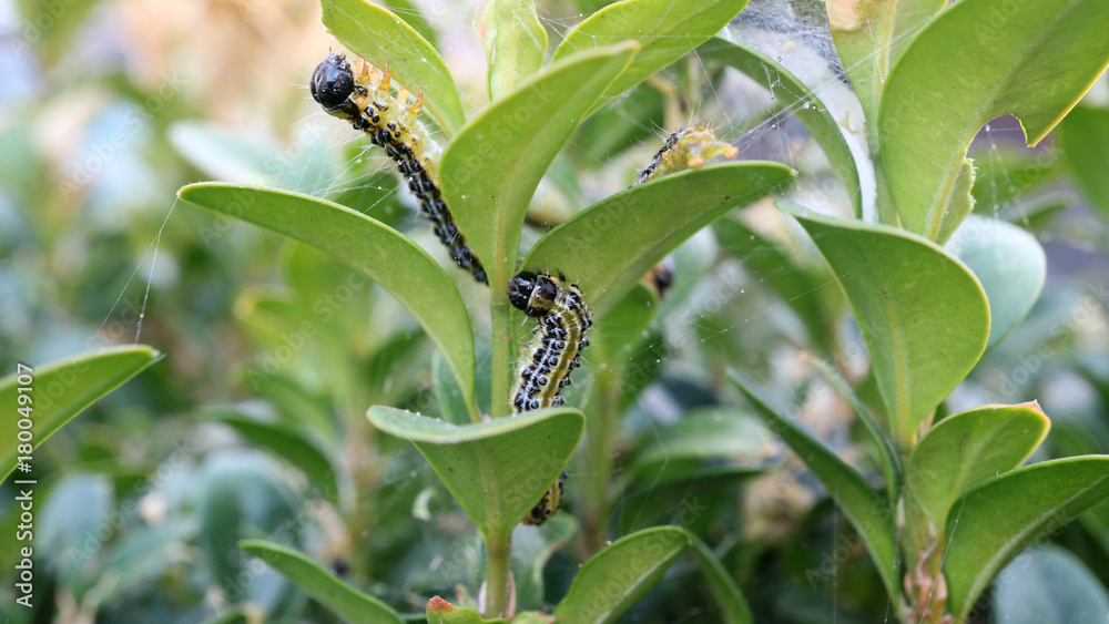 Obraz premium buchsbaumzünsler