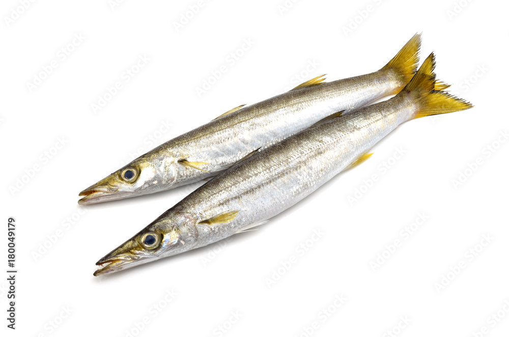 カマス カマス