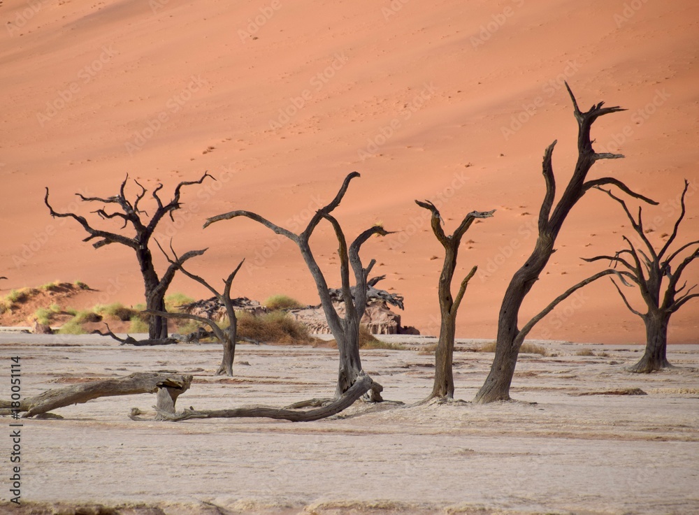 Namibia - Baum - Wüste - Fernsicht - Landschaft Namibia - Baum - Wüste - Fernsicht - Landschaft