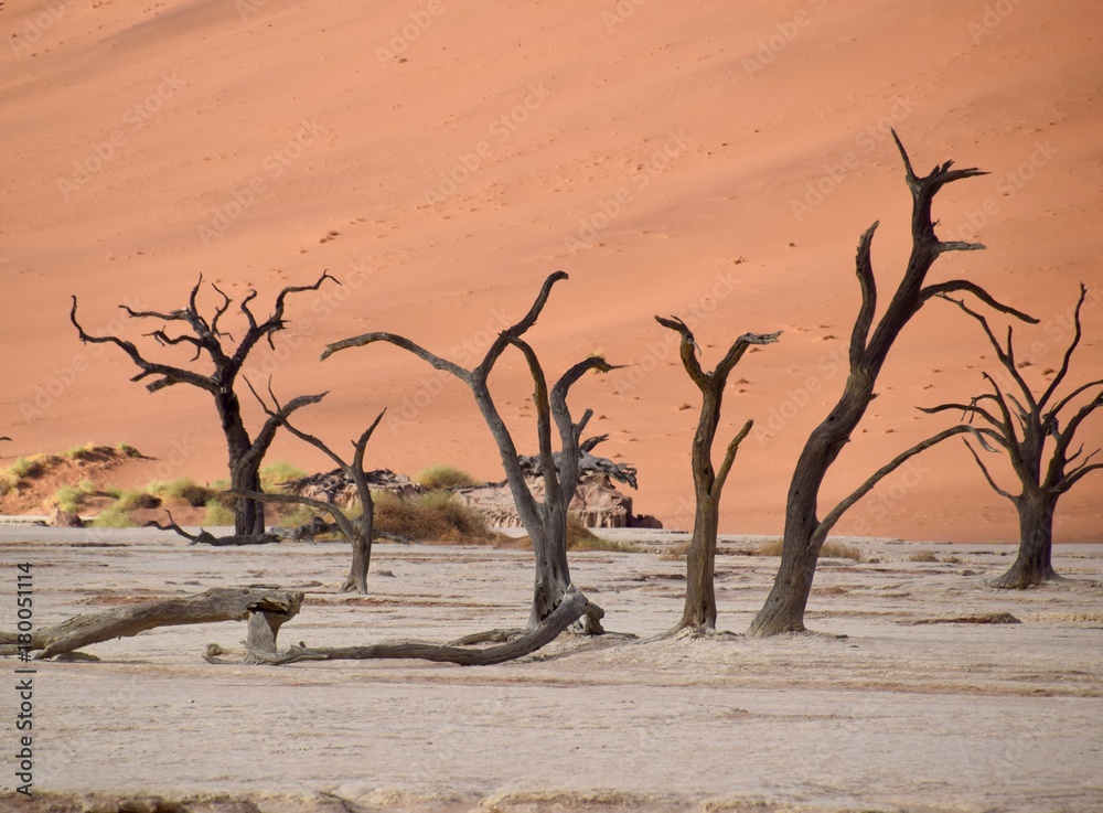 Namibia - Baum - Wüste - Fernsicht - Landschaft