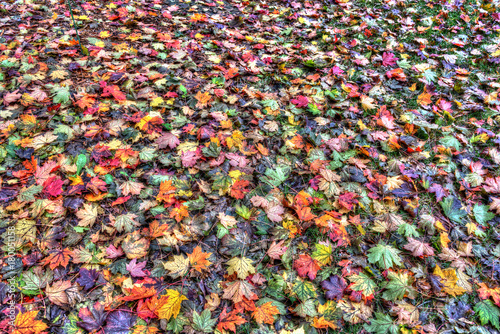 A Carpet of Maple Leaves