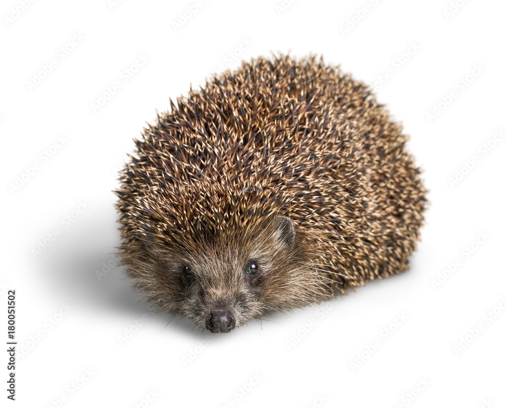 Hedgehog Hedgehog