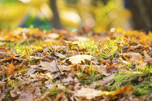 dry autumn leaves on the grass in the park