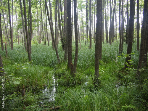 Belovezhskaya Pushcha National Park (Belarus) photo