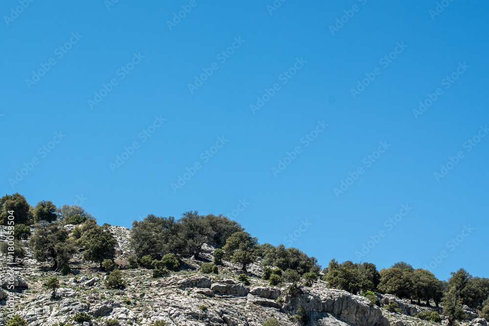 Olivenhaine in Sardinien, Italien Olivenhaine in Sardinien, Italien