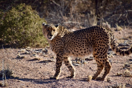 Gepard - W  ste - Wild lebende Tiere