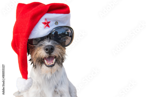 Fototapeta Naklejka Na Ścianę i Meble -  Cute santa claus dog in front of white background - jack russell terrier 