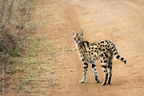 serval photo