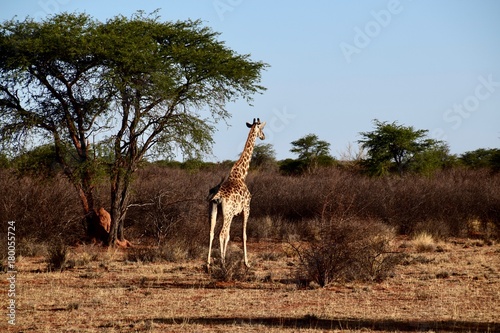 Fototapeta Naklejka Na Ścianę i Meble -  Giraffen - Afrika - Wüste