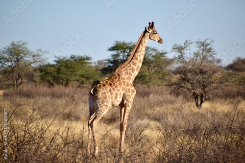 Giraffen - Afrika - W  ste