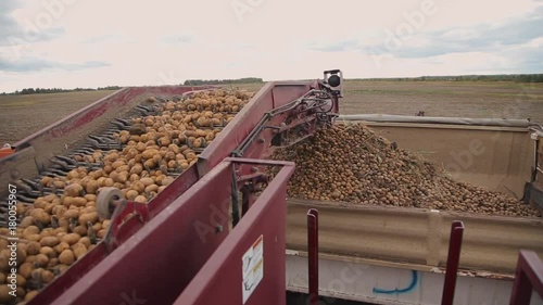 mechanized harvesting of potatoes