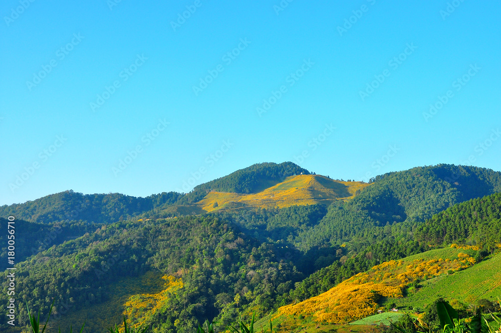 Beautiful landscape of Mexican Sunflower weed valley in Thai when we call Tung Bua Tong full bloom mountain in November at Doi Mae U Kor mountain Thailand.