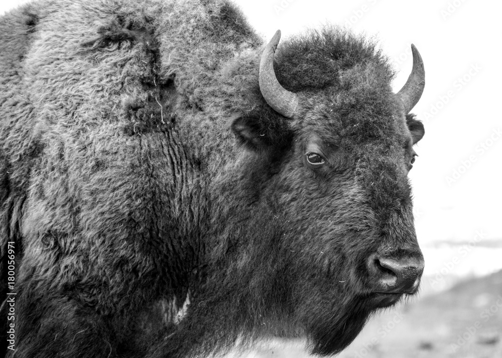 Fototapeta premium Bison in Yellowstone