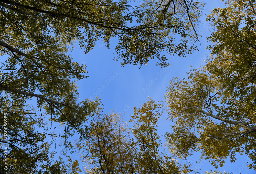 View from the bottom up in a forest of silver poplars. Background of the sky and trees. Autumn in the forest. View from the bottom up in a forest of silver poplars. Background of the sky and trees. Autumn in the forest.