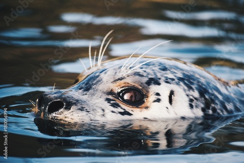 Harbor Seal © Michael
