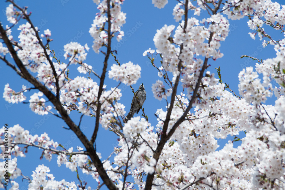 満開の桜と春の鳥