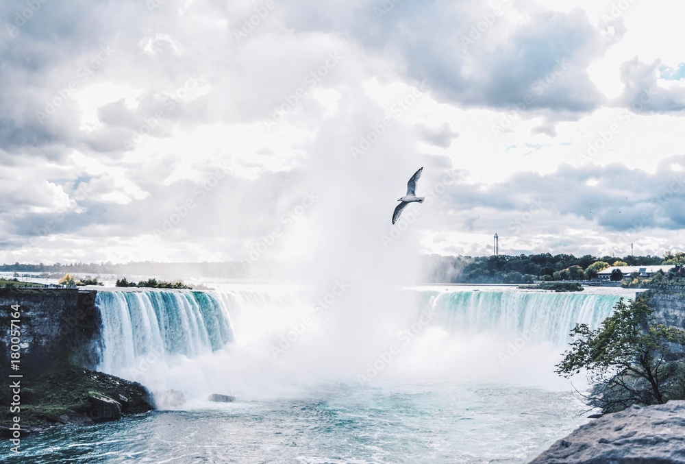 Fototapeta premium Seagull over Niagra Falls