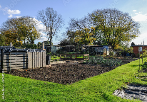 Fototapeta Allotment plot in autumn, with an onion crop.