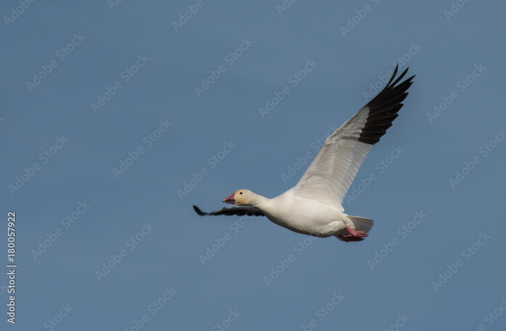 Obraz premium Snow Geese in Flight