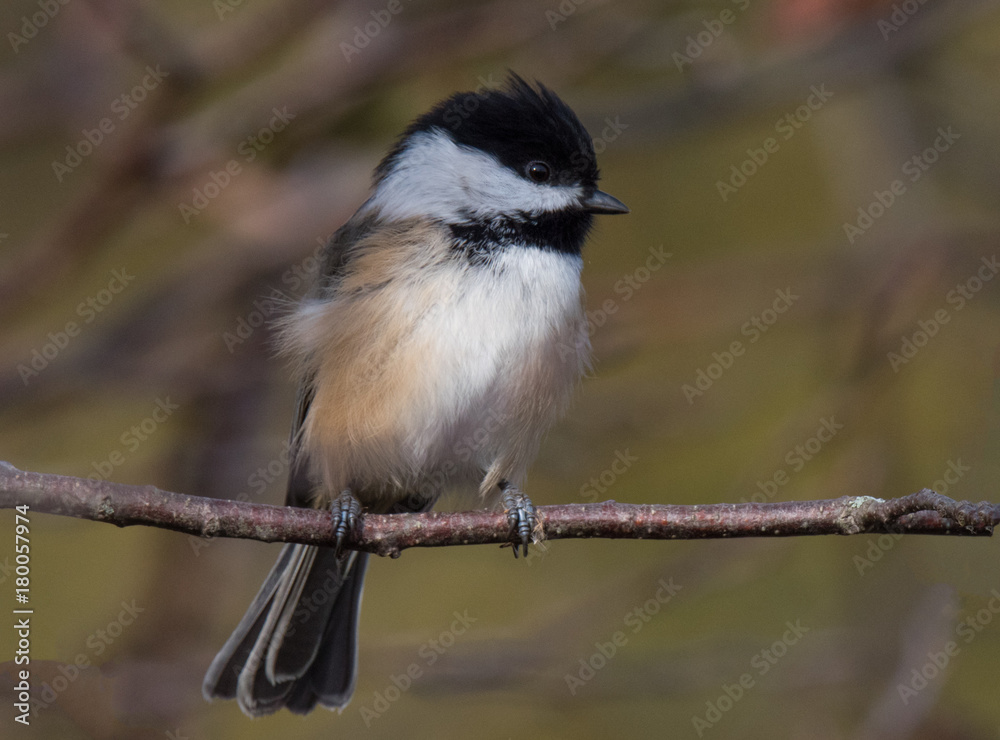 Fototapeta premium Chickadee Bird on Branch
