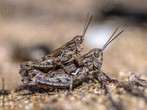 Pair of North Island Grasshopper © creativenature.nl