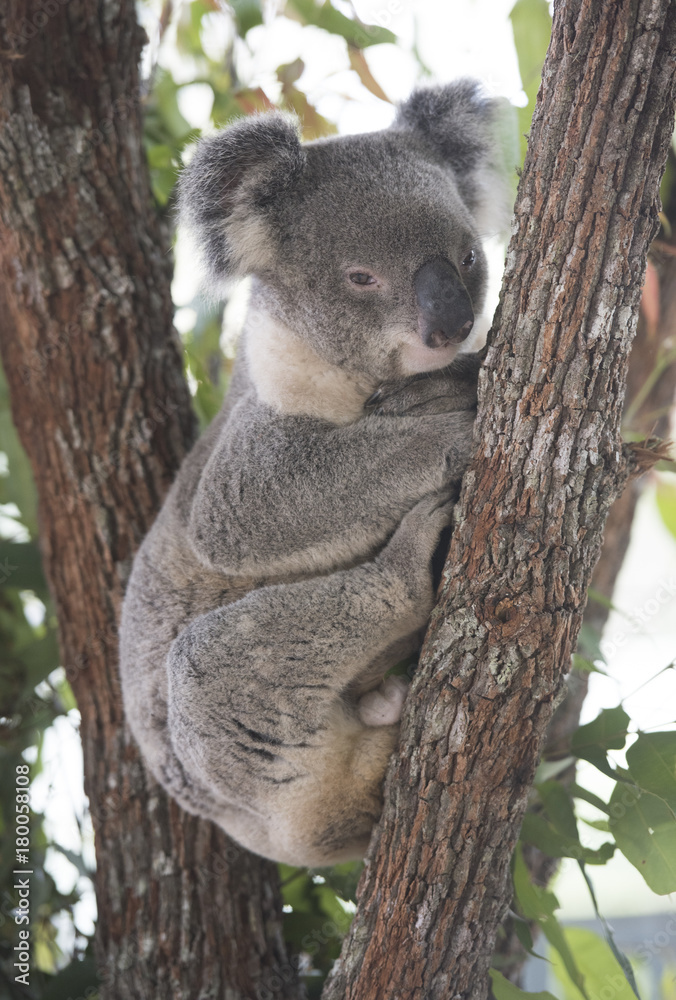 Obraz premium Koala resting at the top of an Australian gum tree.
