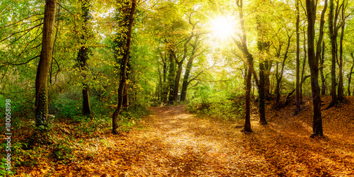 Beautiful autumn forest in bright sunshine