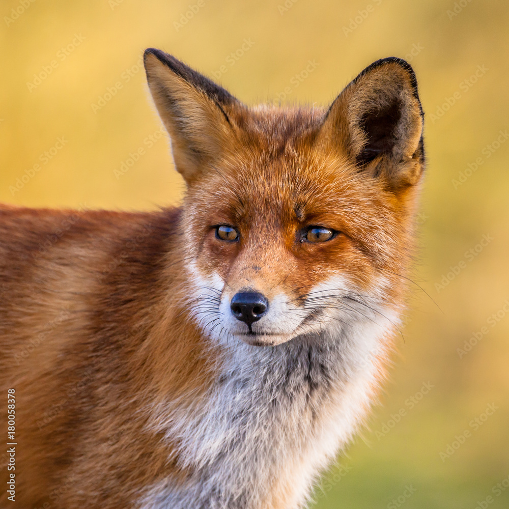 Fototapeta premium Portrait of Red Fox face