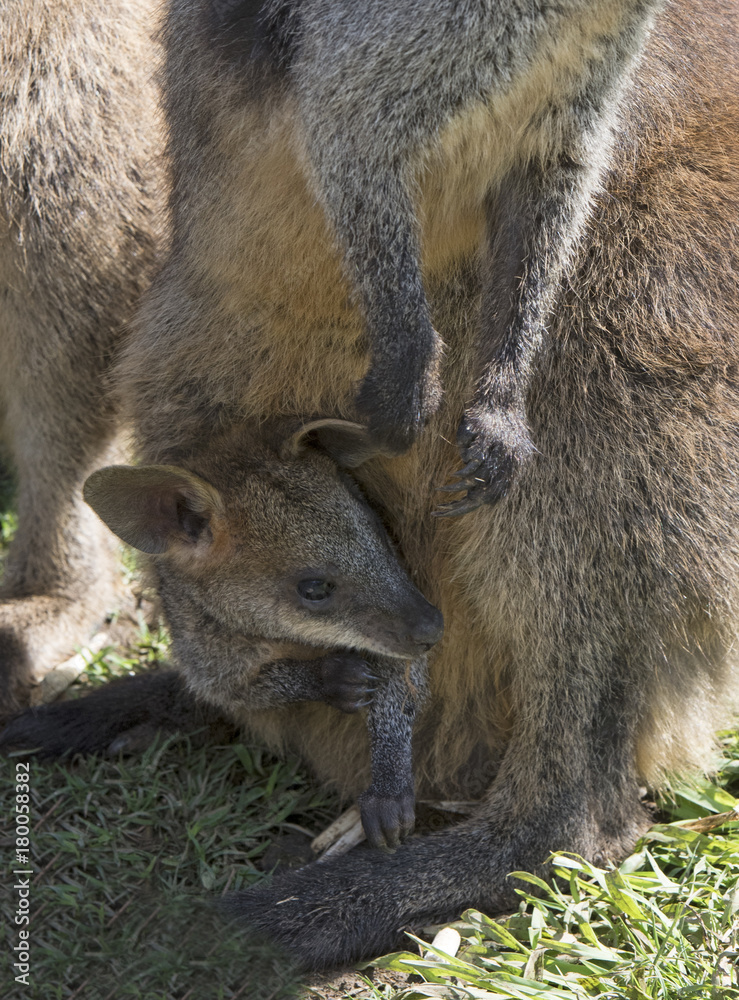 wallaby with baby joey wallaby with baby joey