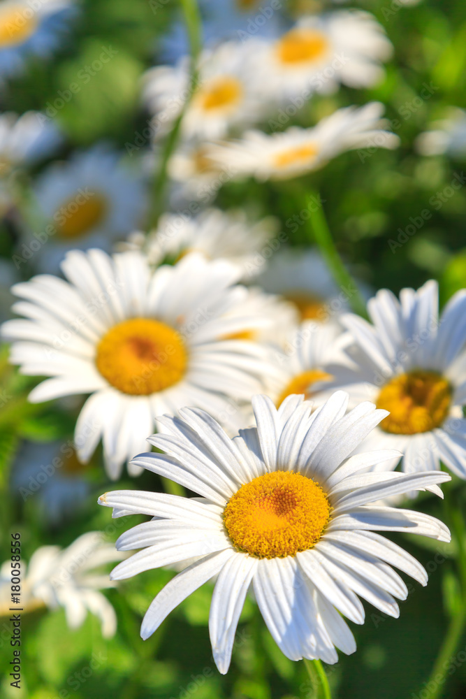 Beautiful white camomiles are growing in a meadow, close-up Beautiful white camomiles are growing in a meadow, close-up
