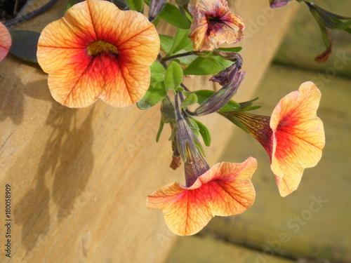 hibiscus