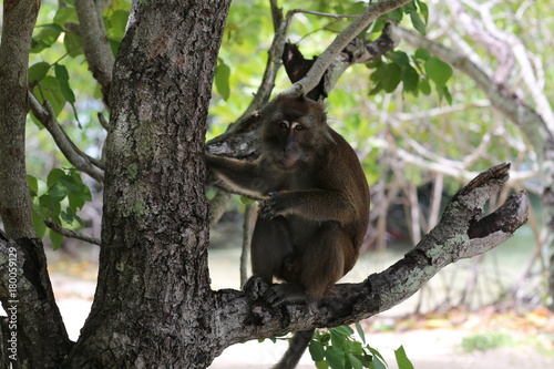 A monkey on the tree