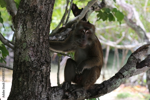 Monkey sitting on the tree