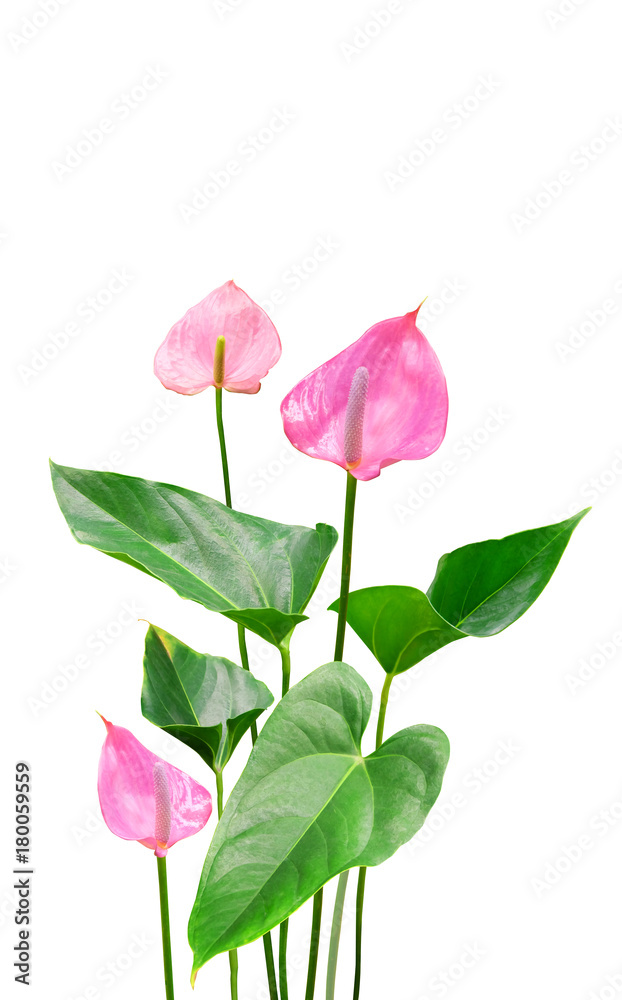 Pink anthurium isolated on white background. Pink anthurium isolated on white background.