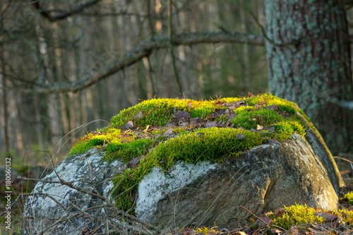 Wallpaper Mural  large gray stone covered with green moss lying in the middle of a dark wild forest bathed in beautiful warm sunshine Torontodigital.ca