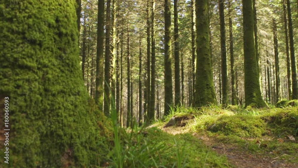 Dolly Shot Of Trees Growing In Woods Dolly Shot Of Trees Growing In Woods